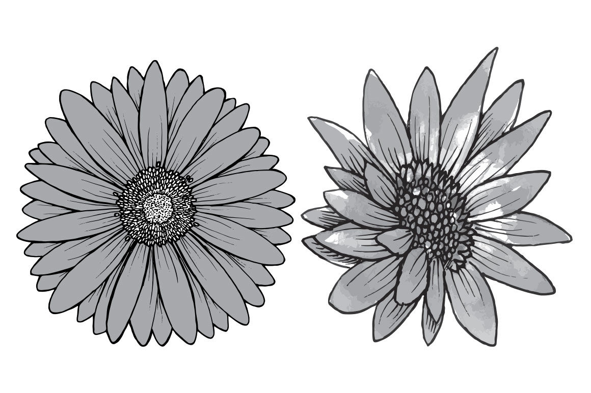 Gerber Daisies Vector Illustration 1160x772 Gerber Daisies Vector Illustration