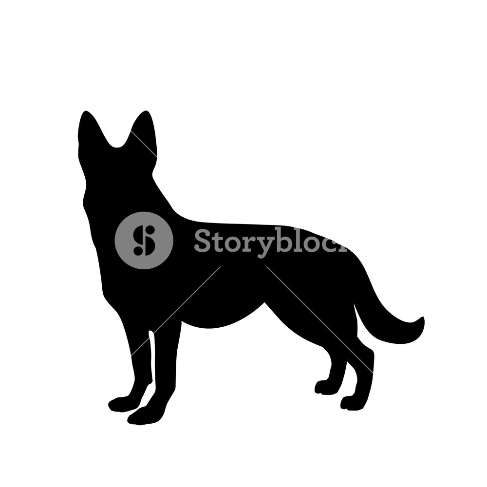 1000x1000 Black Silhouette Of German Shepherd Dog Standig Sideway Isolated
