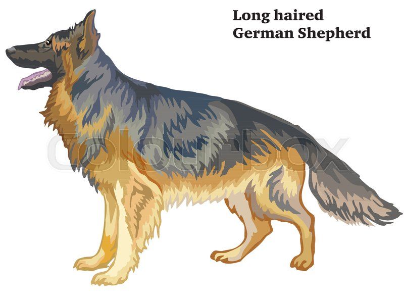 Colorful Decorative Portrait Of Standing In Profile Longhaired 800x600 Colorful Decorative Portrait Of Standing In Profile Longhaired