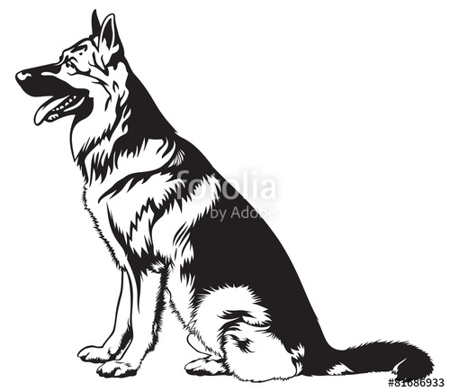 Sitting Dog German Shepherd Stock Image And Royalty Free Vector 500x435 Sitting Dog German Shepherd Stock Image And Royalty Free Vector