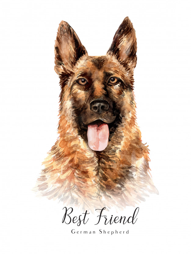 Watercolor Hand Drawn Portrait German Shepherd Dog Vector 626x831 Watercolor Hand Drawn Portrait German Shepherd Dog Vector