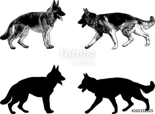 German Shepherd Dog Silhouette And Sketch 500x368 German Shepherd Dog Silhouette And Sketch