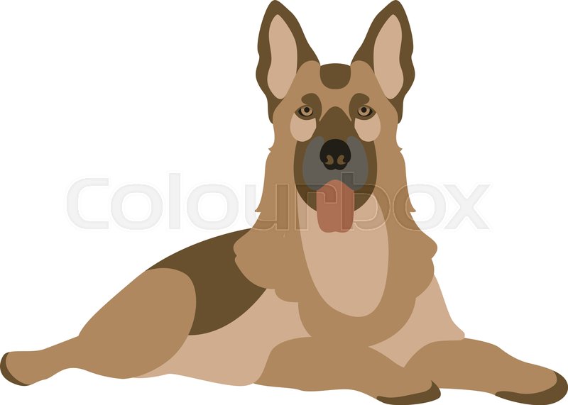 German Shepherd, Vector Illustration Stock Vector Colourbox 800x571 German Shepherd, Vector Illustration Stock Vector Colourbox