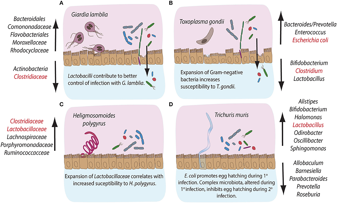 1084x656 Frontiers Micromanaging Immunity In The Murine Host Vs