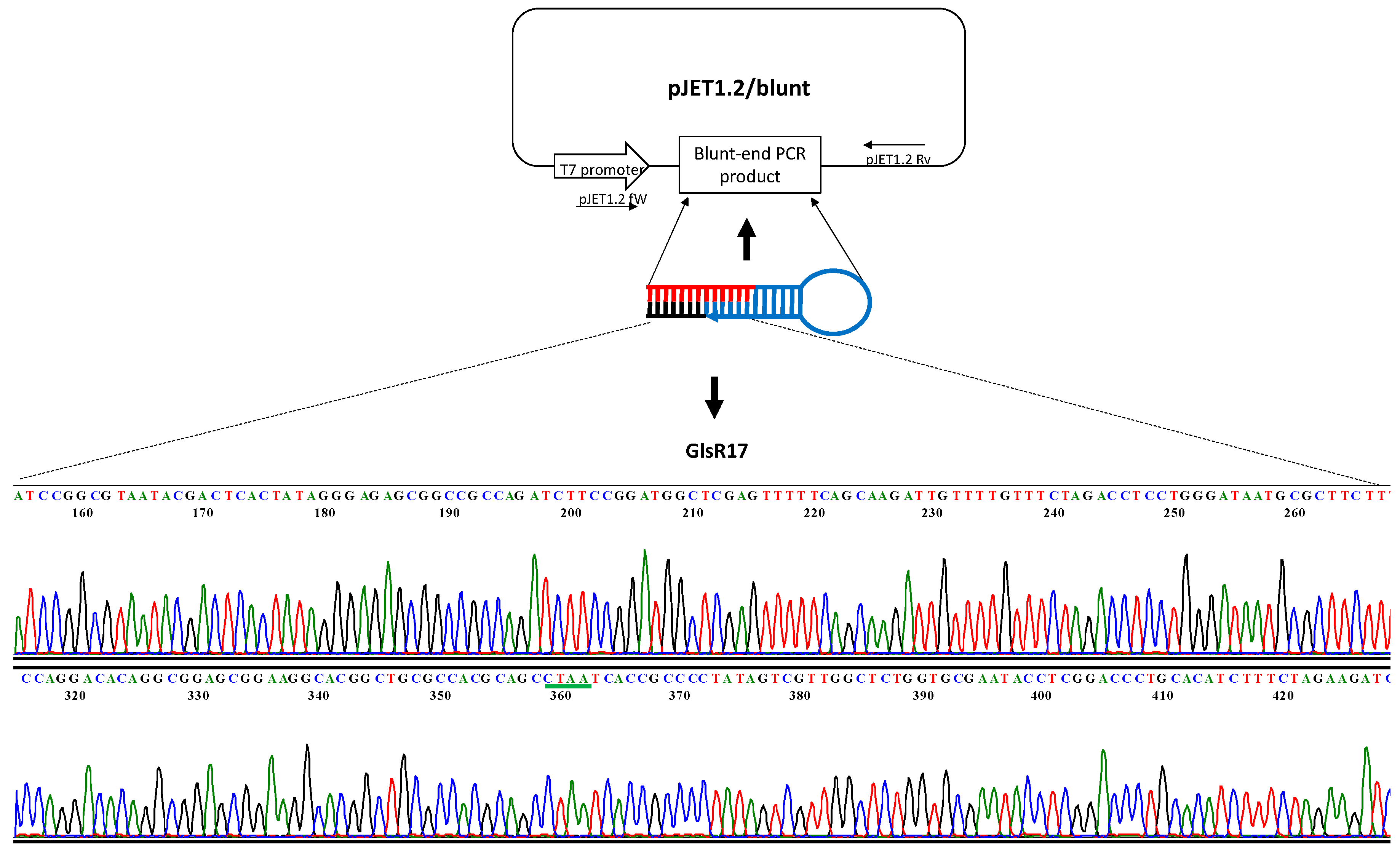 3676x2235 Genes Free Full Text Stem Loop Rt Qpcr As An Efficient Tool
