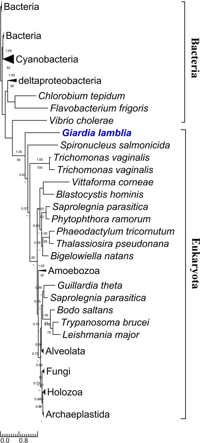 685x1513 Giardia's Primitive Gpl Biosynthesis Pathways With Parasitic
