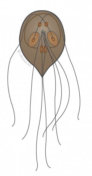 313x600 Giardia In Cats Vca Animal Hospital