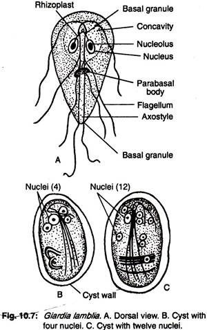 Giardia Lamblia Vector at Vectorified.com | Collection of Giardia ...