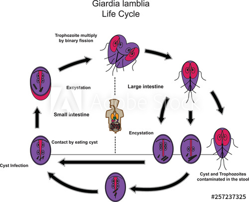 500x405 Giardia Lamblia Medical Parasitology Parasitic Microscope