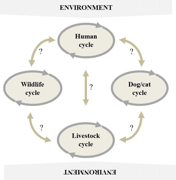 582x594 Giardiasis Livestock And Companion Animals Intechopen