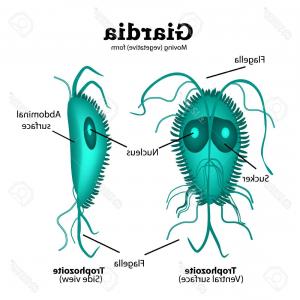 Giardia Lamblia Vector at Vectorified.com | Collection of Giardia ...