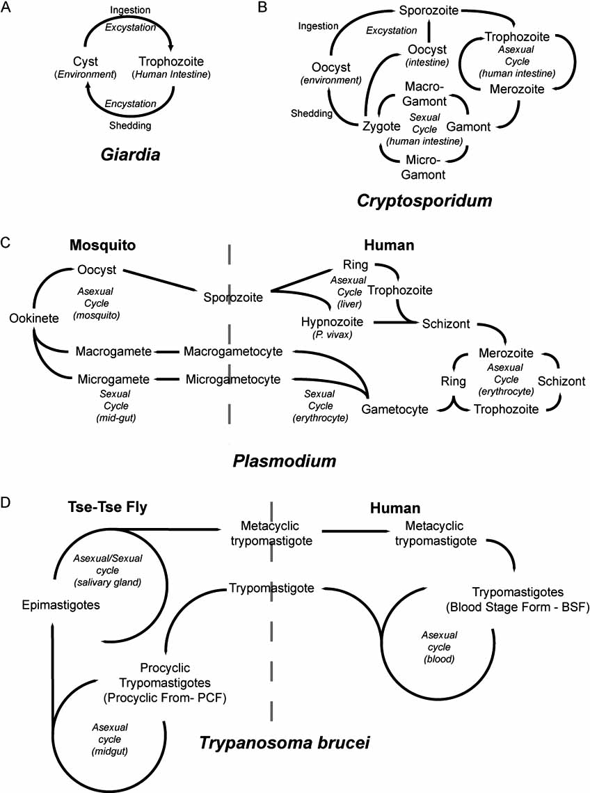848x1140 Protozoan Parasite Life Cycles Schematic Representation