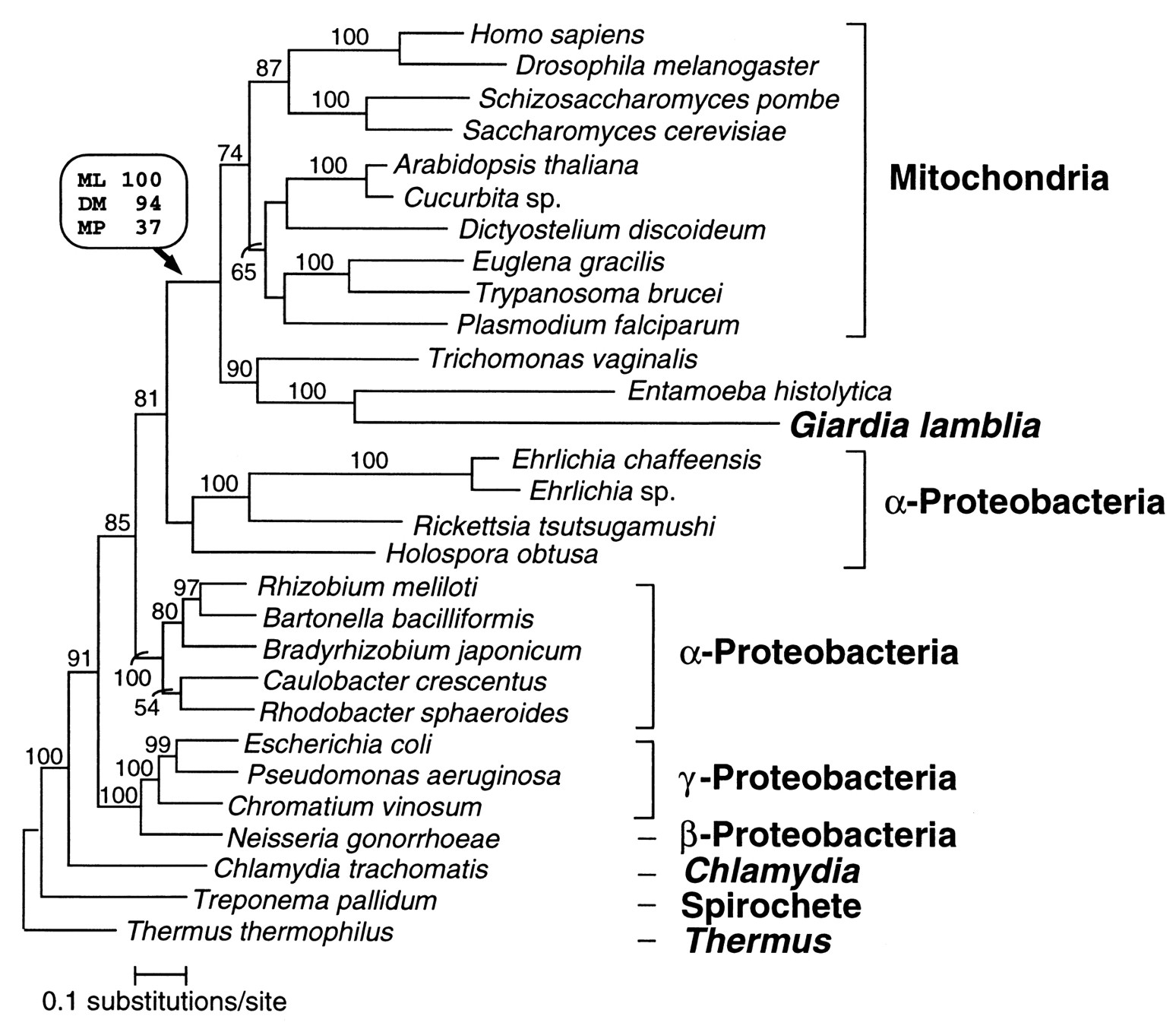 1548x1358 A Mitochondrial Like Chaperonin Gene In Giardia Lamblia