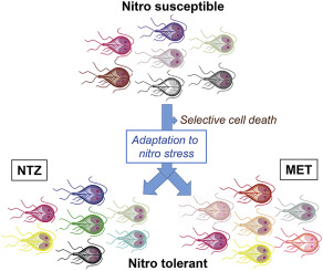 292x245 Resistance Formation To Nitro Drugs In Giardia Lamblia No Common
