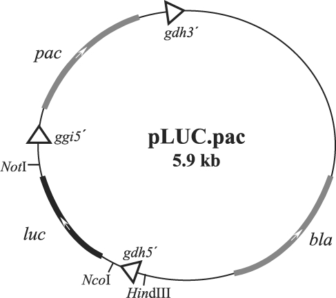 The Korean Journal Of Parasitology 487x433 The Korean Journal Of Parasitology