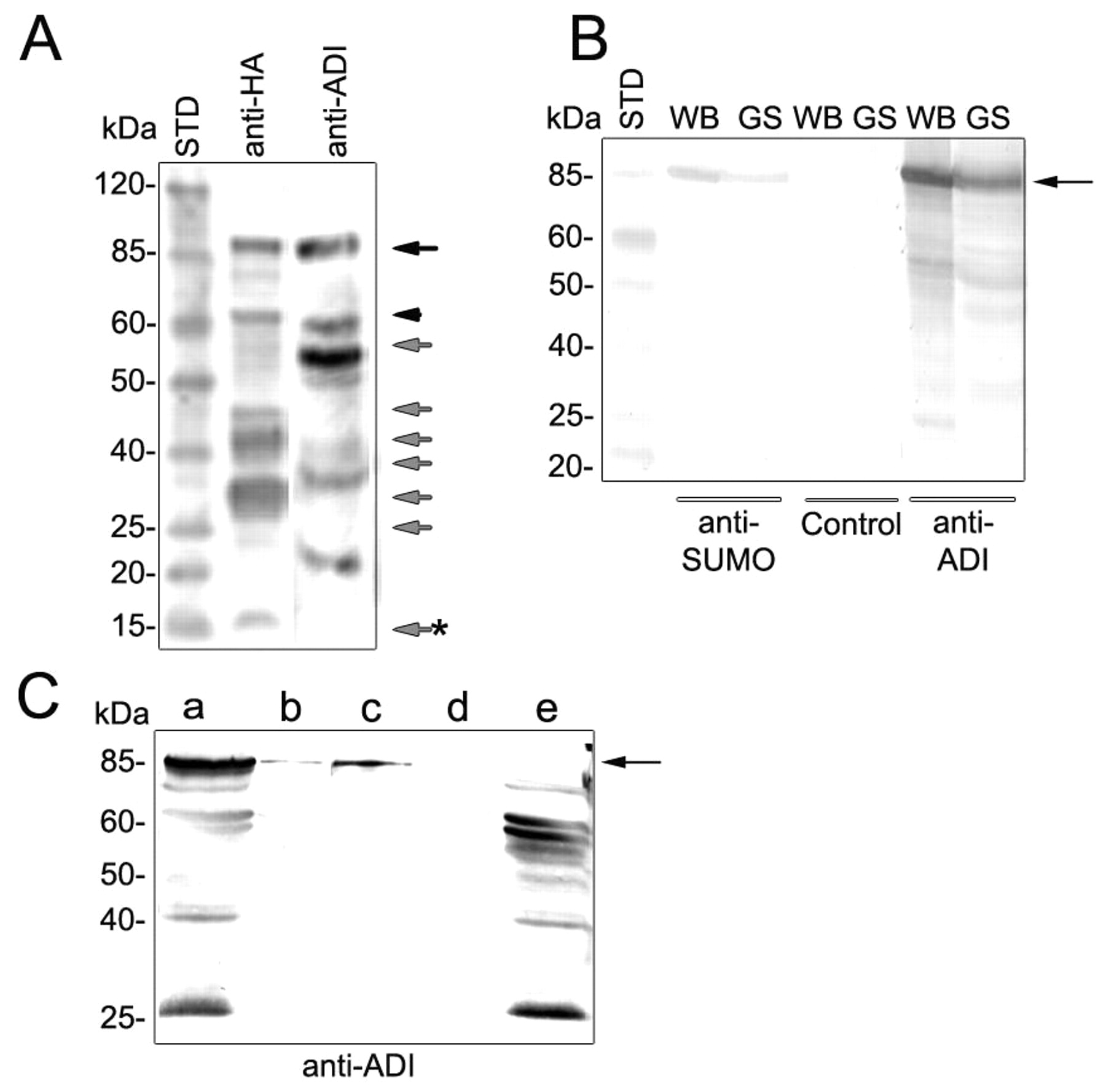 1800x1777 Arginine Deiminase Has Multiple Regulatory Roles In The Biology