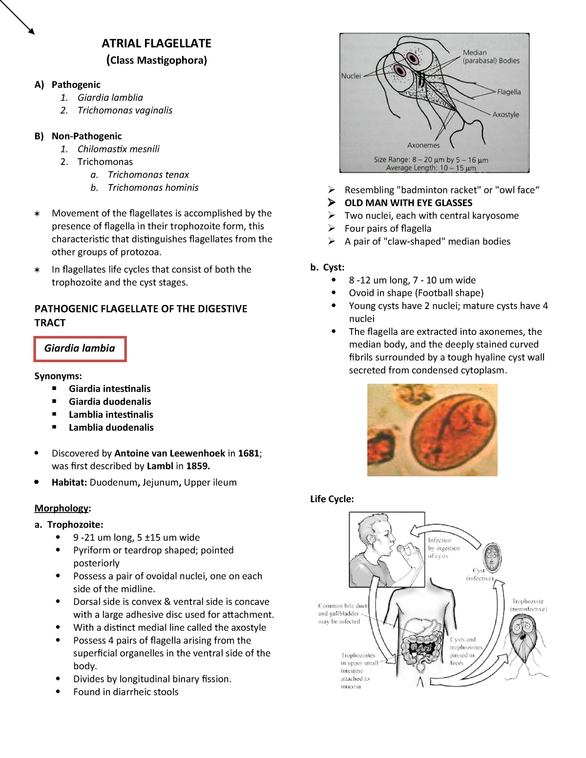 1200x1553 Atrial Flagellates And Ciliates