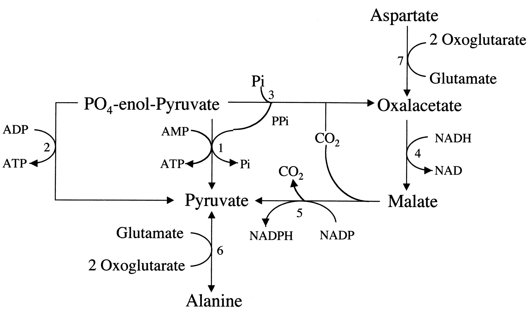 1800x1072 Biology Of Giardia Lamblia Clinical Microbiology Reviews