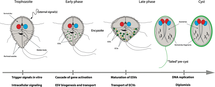 821x333 Encystation Of Giardia Intestinalis A Journey From The Duodenum