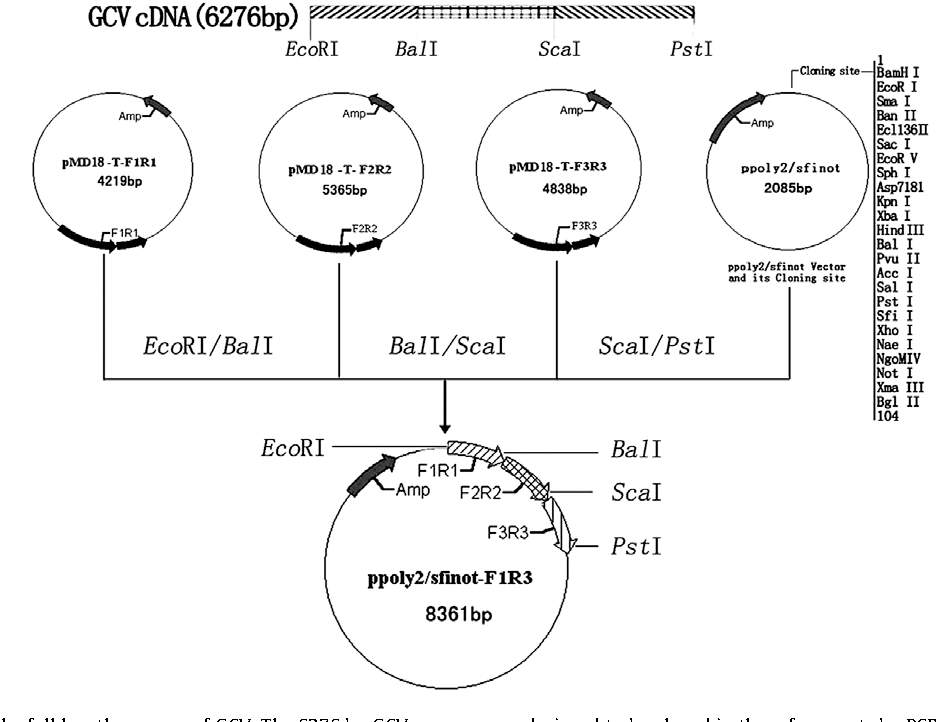 936x722 Figure From Giardia Canis Ultrastructural Analysis Of G Canis