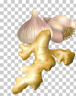 310x387 Ginger Vector Png Cliparts For Free Download Uihere