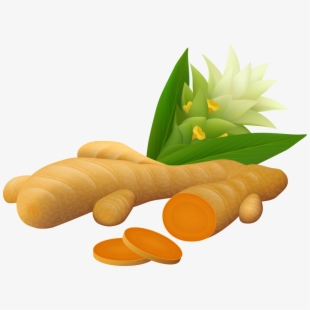 310x310 Ginger Vector Spice