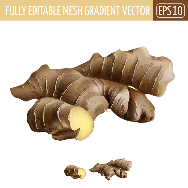 600x600 Ginger Realistic Vectors Free Download