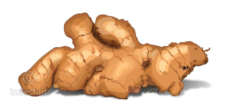 800x385 Ginger Vector Colored Botanical Illustration