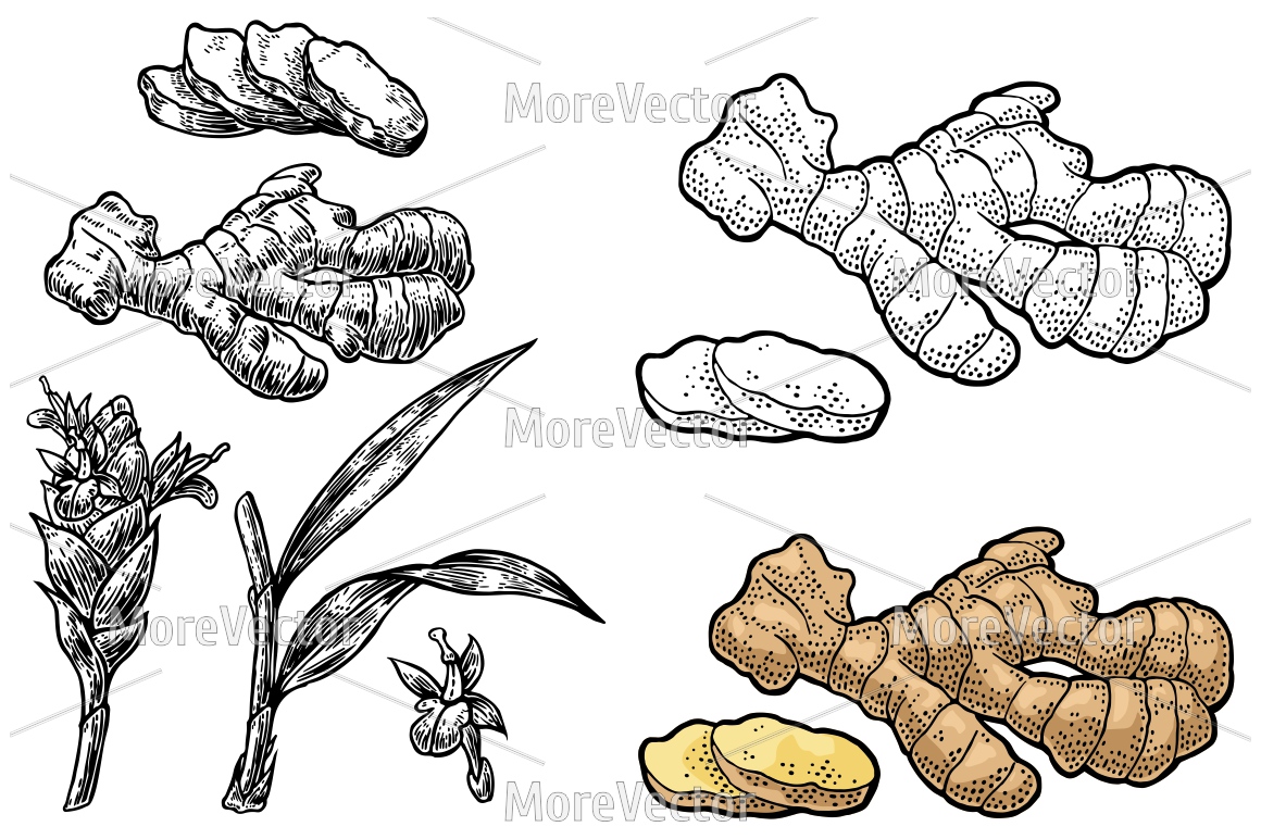 1160x772 Ginger Whole Root And Slice Vector Color Vintage Engraving