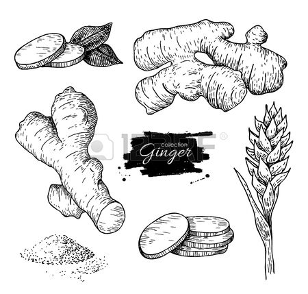 450x429 Stock Vector Stock Images In Drawings, Vector Hand