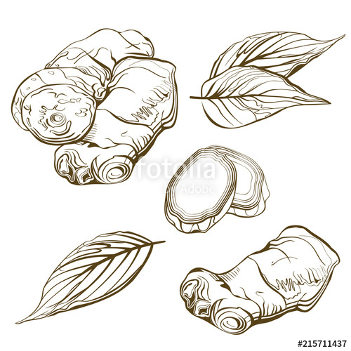 500x500 Vector Hand Drawn Ginger Set Root, Ginger Pieces And Leaves