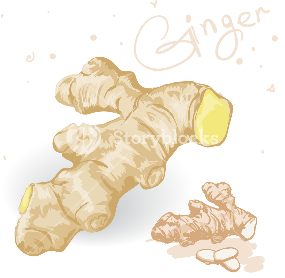 1000x976 World Spices Ginger Root Vector Royalty Free Stock Image