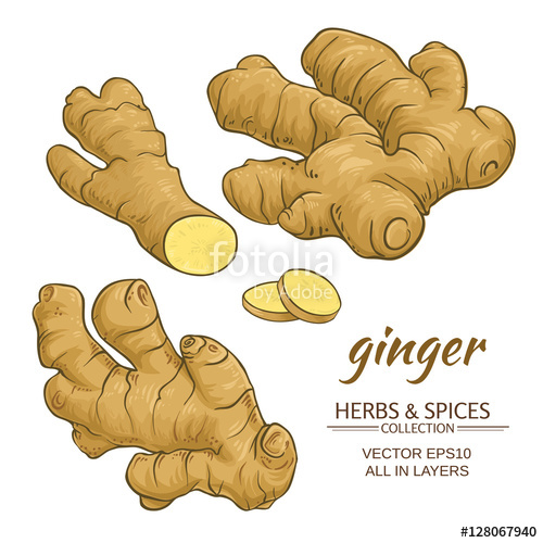 500x500 Ginger Roots Vector Set Stock Image And Royalty Free Vector