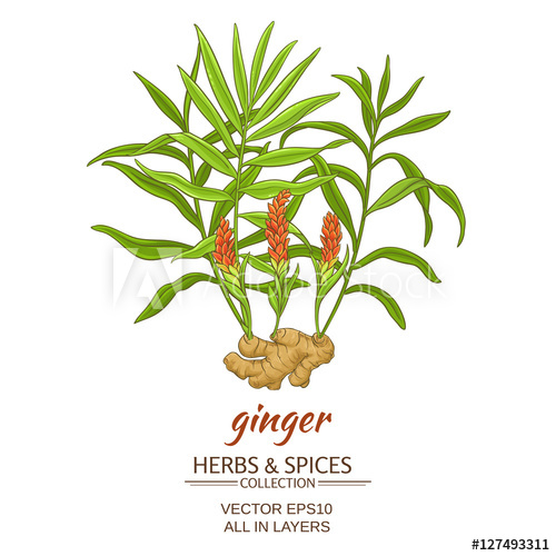 500x500 Ginger Vector Illustration