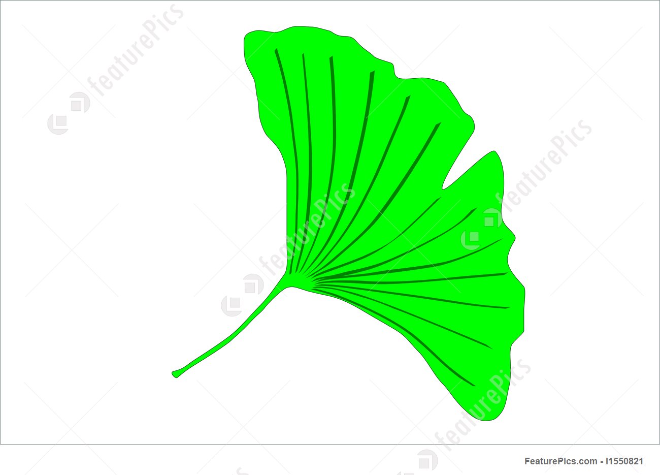 1300x935 Ginkgo Leaf Vector