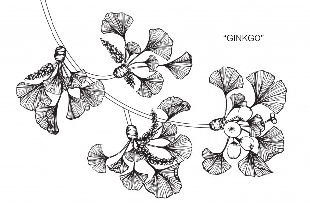 626x417 Ginkgo Leaf Vectors, Photos And Free Download