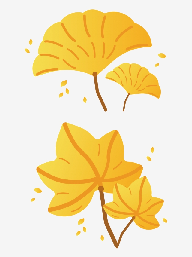 640x855 Ginkgo Leaves Vector, Ginkgo Leaves Vector Illustration, Vector