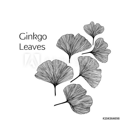 500x500 Ginkgo Biloba Leaves, Vector Hand Drawn Illustration