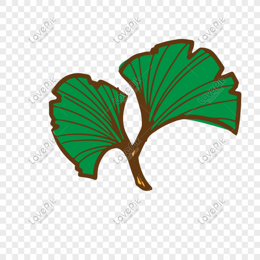 860x860 Ginkgo Biloba Vector Illustration Png Png Image Picture Free