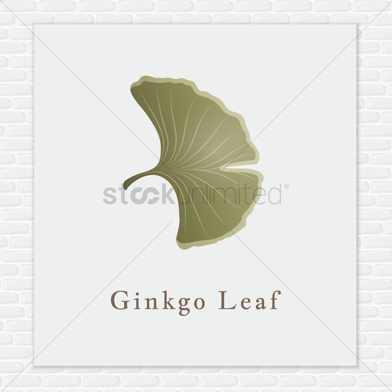 1300x1300 Ginkgo Leaf Vector Image