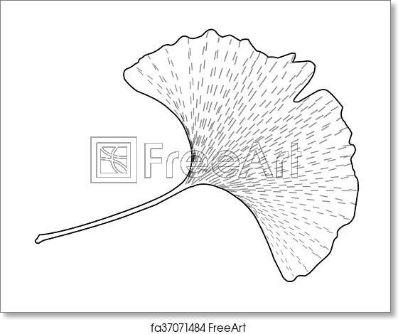 560x470 Free Art Print Of Ginkgo Leaf Leaves Of Ginkgo Biloba, Vector