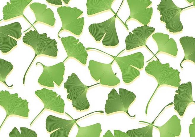 Ginko Leaf Vectors Free Vector Download Cannypic 632x443 Ginko Leaf Vectors Free Vector Download Cannypic