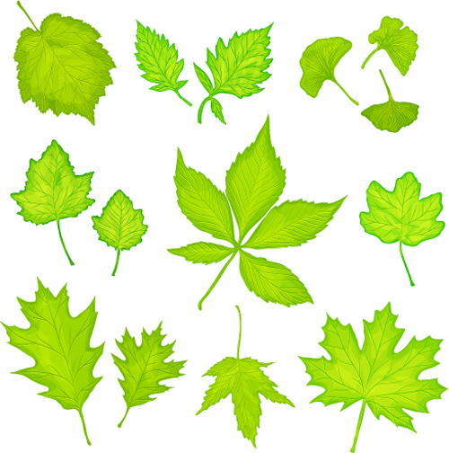 500x504 Maple Leaves And Ginkgo Leaves Vector Free Download