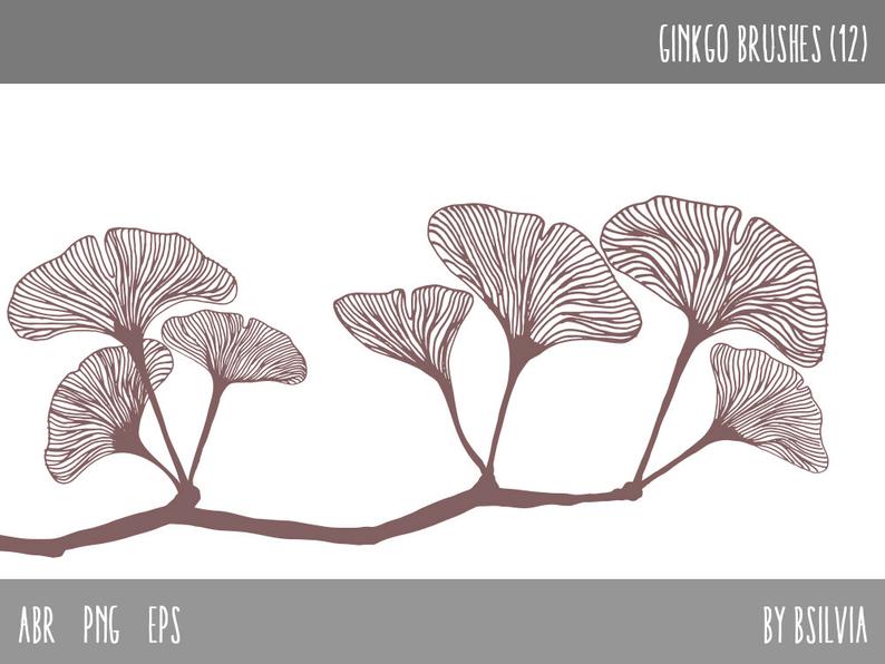 794x596 Photoshop Brushes Ginkgo Leaves Transparent Png Digital Etsy