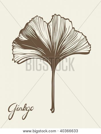 353x470 Ginkgo Biloba Beautiful Leaf, Vector Graphic Design