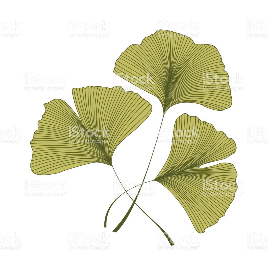 1024x1024 Vector Illustration Ginkgo Biloba Leaves Background With Green