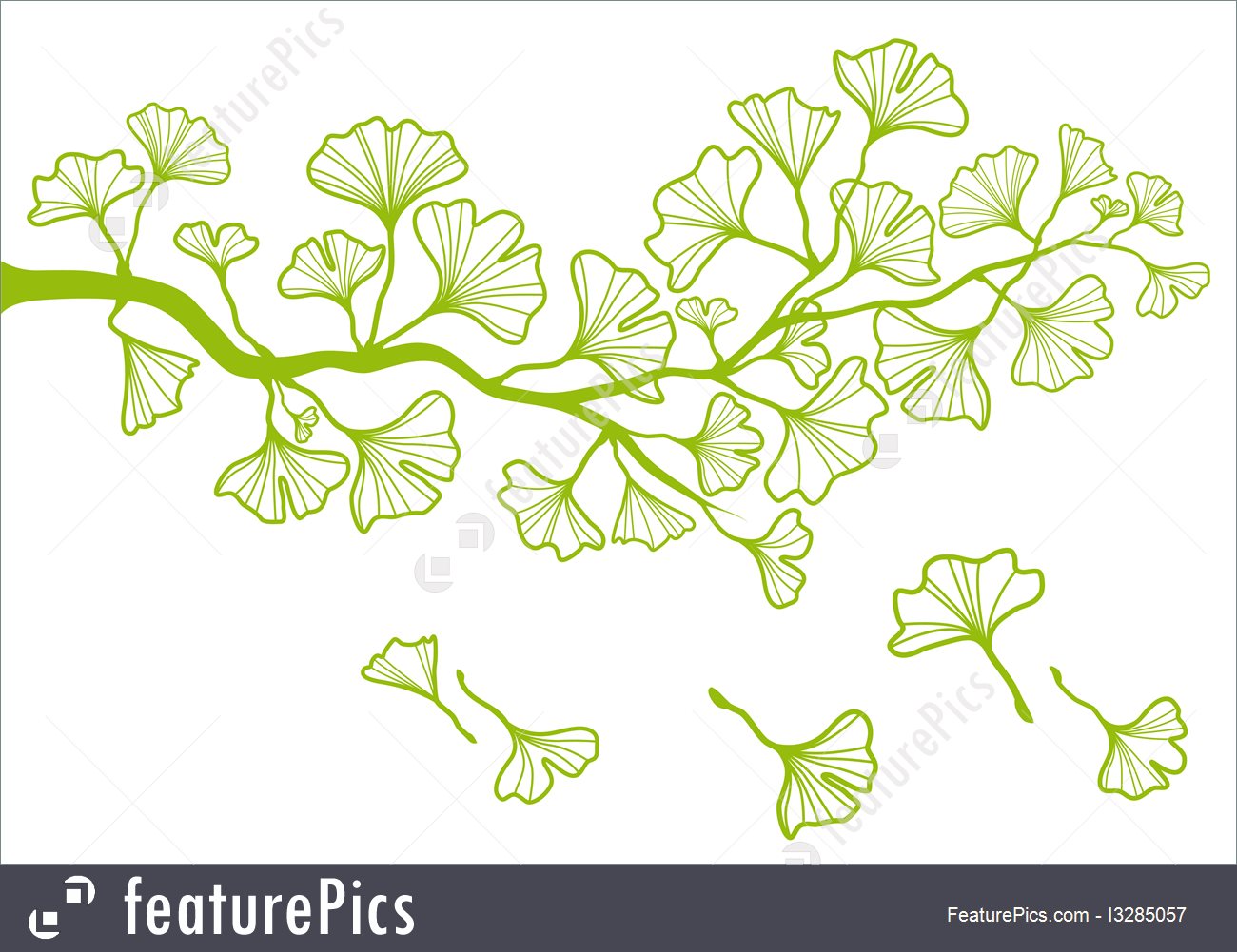 1300x1001 Ginkgo Branch With Leaves, Vector