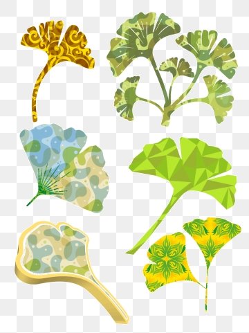 360x481 Ginkgo Leaf Png, Vector, And Clipart With Transparent