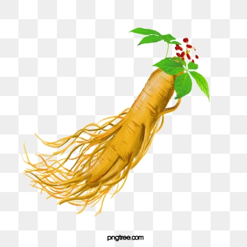360x360 Ginseng Png, Vector, And Clipart With Transparent Background