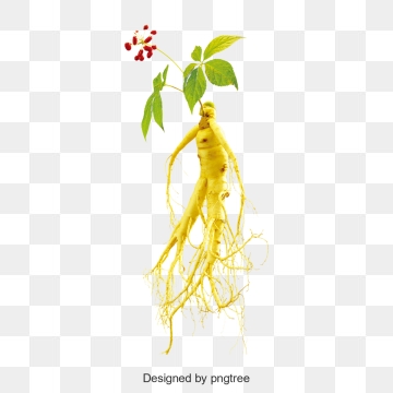 360x360 Ginseng Vector, Free Download Red Ginseng, Ginseng Flower, Ginseng